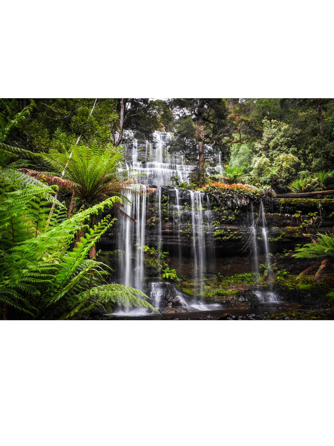 Lush rainforest waterfall cascading over mossy rocks surrounded by vibrant green ferns and dense Tasmanian wilderness, showcasing pristine natural beauty.